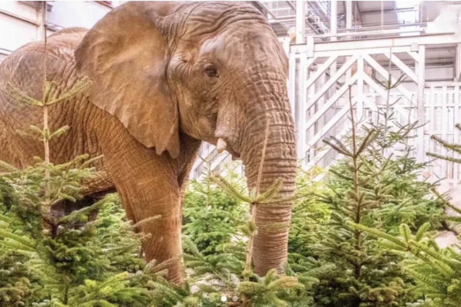 Die Elefanten im Zoo freuen sich über alte Weihnachtsbäume.