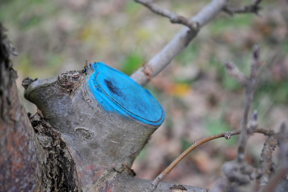 Der Wundverschluss nach einem Apfelbaum-Winterschnitt wird meist nur bei einem großen Durchmesser geraten.