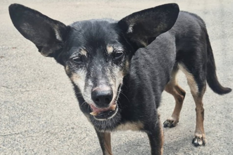 Diese Ohren! Hunde-Omi Caro wartet sehnsüchtig auf bestimmten Klang