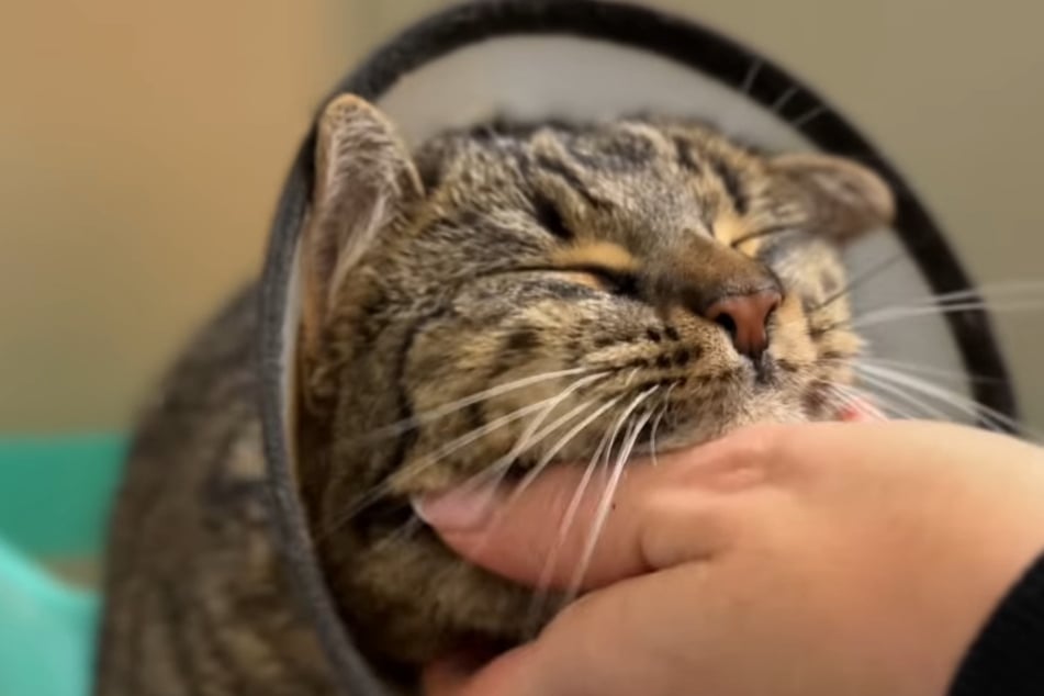 Die Mieze überstand den schweren Eingriff glücklicherweise ohne Probleme und ließ sich tags darauf schon wieder von den Mitarbeitern kuscheln.