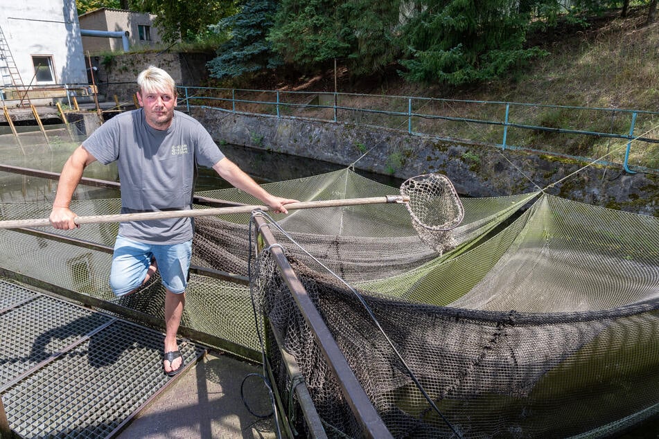 Forellenzüchter Matthias Schnek (53) bescherte die Hitze einen wirtschaftlichen Totalausfall. Die Wassertemperatur der Mulde betrug 28,3 Grad Celsius.