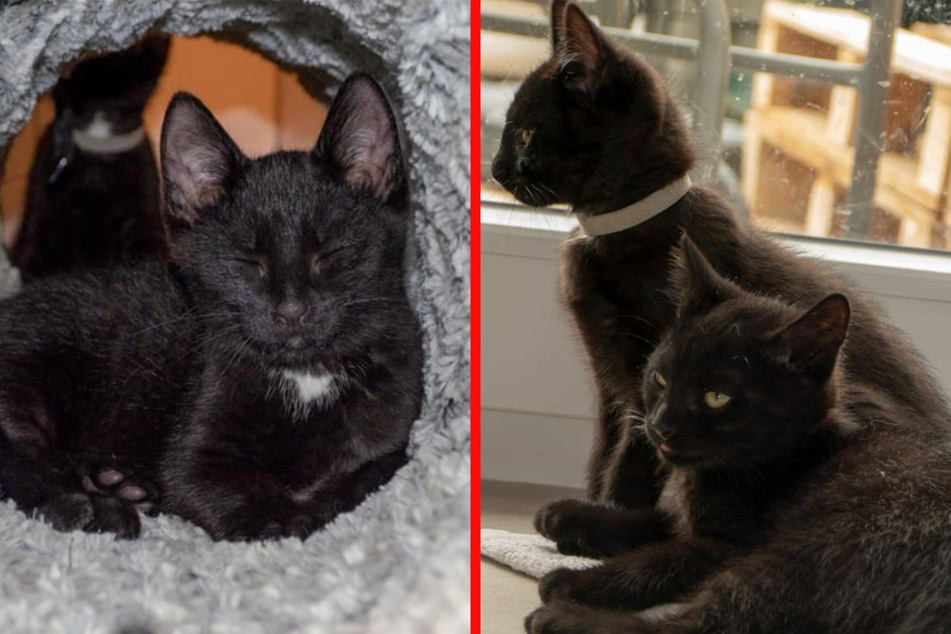 Tick (rechts vorn) Trick (rechts hinten) und Track suchen ein liebevolles Zuhause.