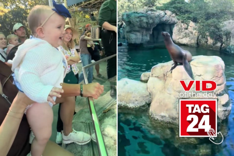 viral videos: Viral Video of the Day for December 19, 2025: Baby's infectious giggles steal the spotlight at sea lion show