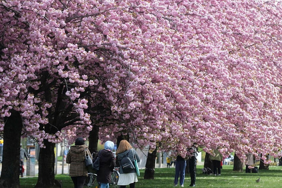 Jedes Jahr blüht vor dem Grassimuseum die Kirschblüte in satter Ausdehnung.