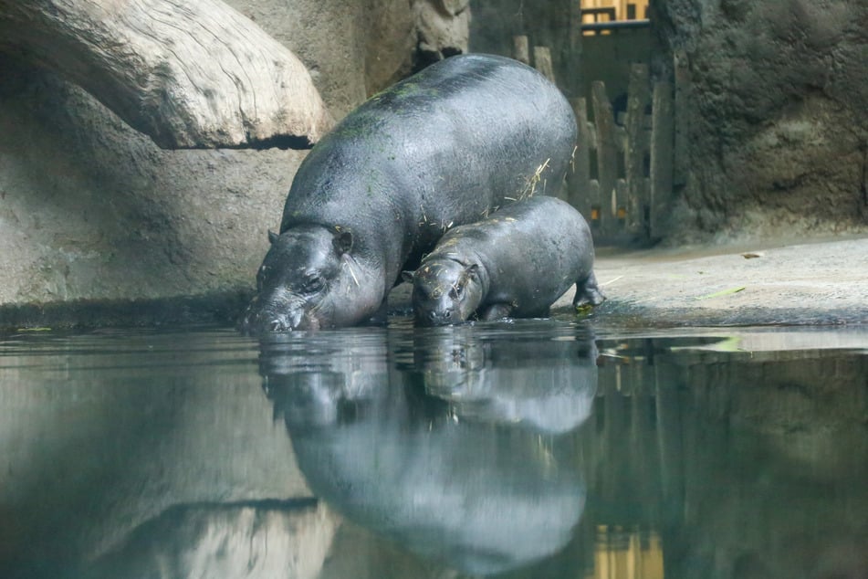 Mit Mama Debbie (27) wagt sich das kleine Zwergflusspferd unter die Augen von Zoobesuchern.