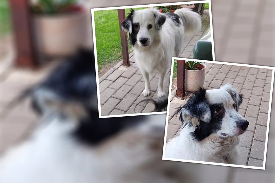 Schüchterner Hund erträgt das Tierheim kaum: Findet er kein Zuhause, muss er dahin zurück