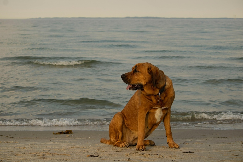 Dog waste bags are also a must when visiting the beach.