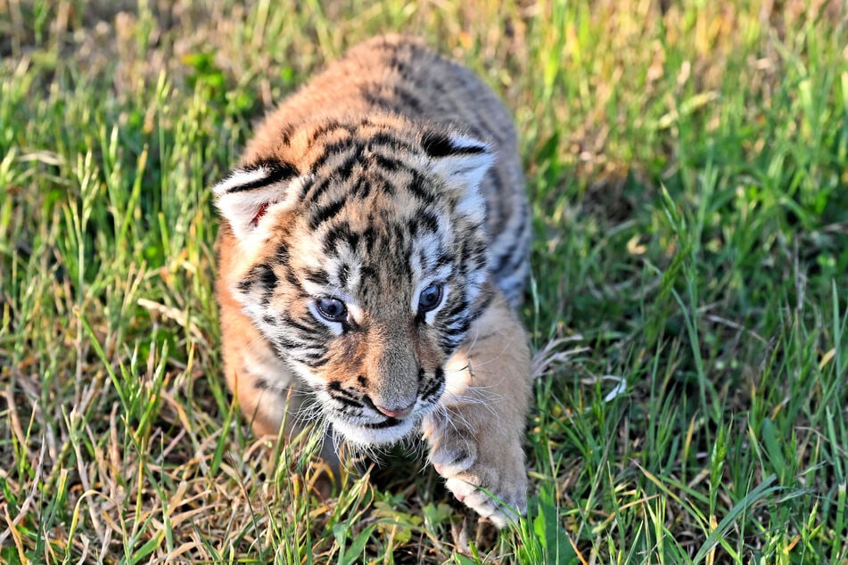 Dem Tigerbaby wurde der Namen Imana gegeben.