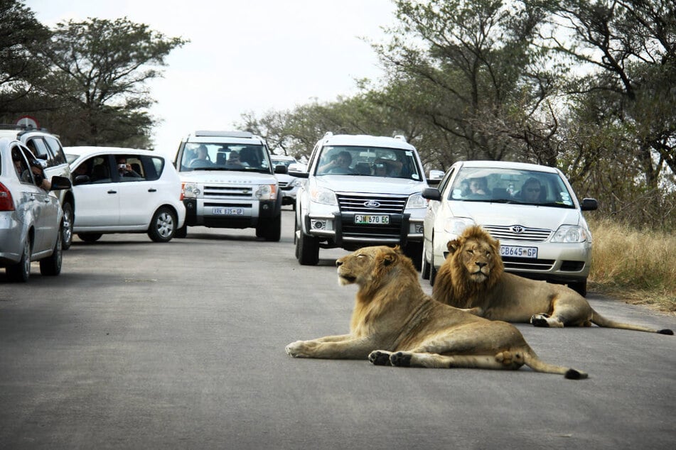 Der Kruger-Nationalpark ist das größte Wildschutzgebiet Südafrikas und eine große Touristenattraktion.