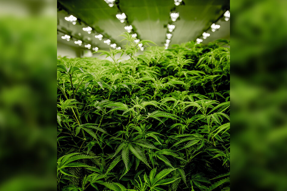 Auf über 3000 Quadratmetern bauten die Männer Cannabispflanzen an. (Symbolbild)
