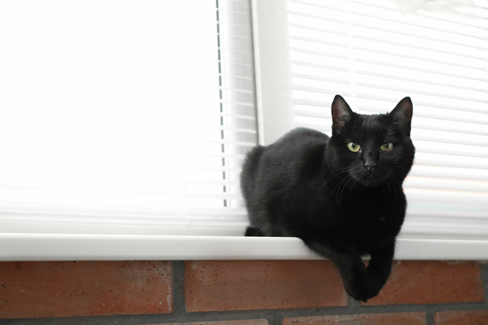 Die Tierheime sind oft quasi mit schwarzen Katzen überfüllt. Das liegt nicht an ihnen selbst, sondern an einem alten Aberglaube. (Symbolbild)