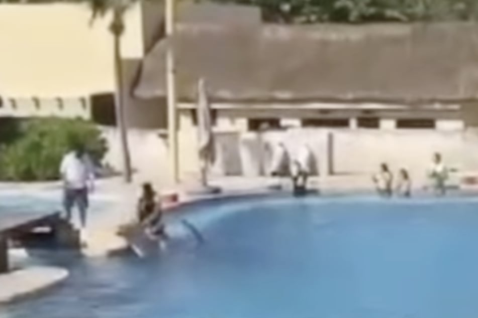 En un espectáculo de delfines en México, un animal murió tras caer al borde de la piscina.