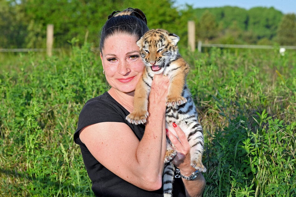 Das Tigerbaby wurde erst im Frühjahr 2024 geboren.