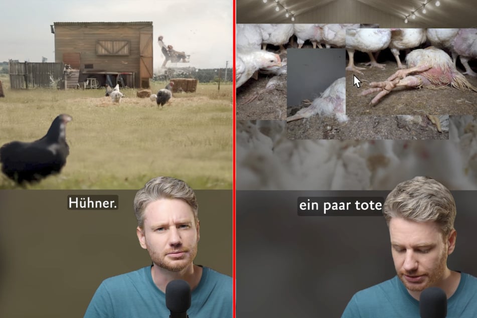 Videograf Noah zeigt in einem Video der Albert Schweitzer Stiftung, wie weit der Edeka-Spot von der Realität entfernt ist.