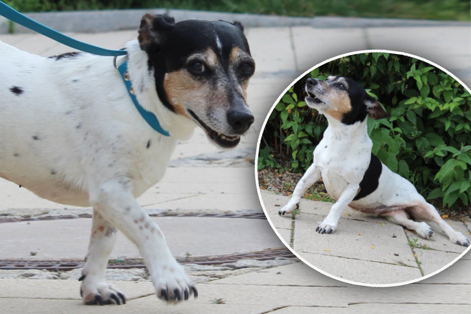 Hund mit Handicap: Kleine "Wanda" hofft auf ganz besondere Menschen