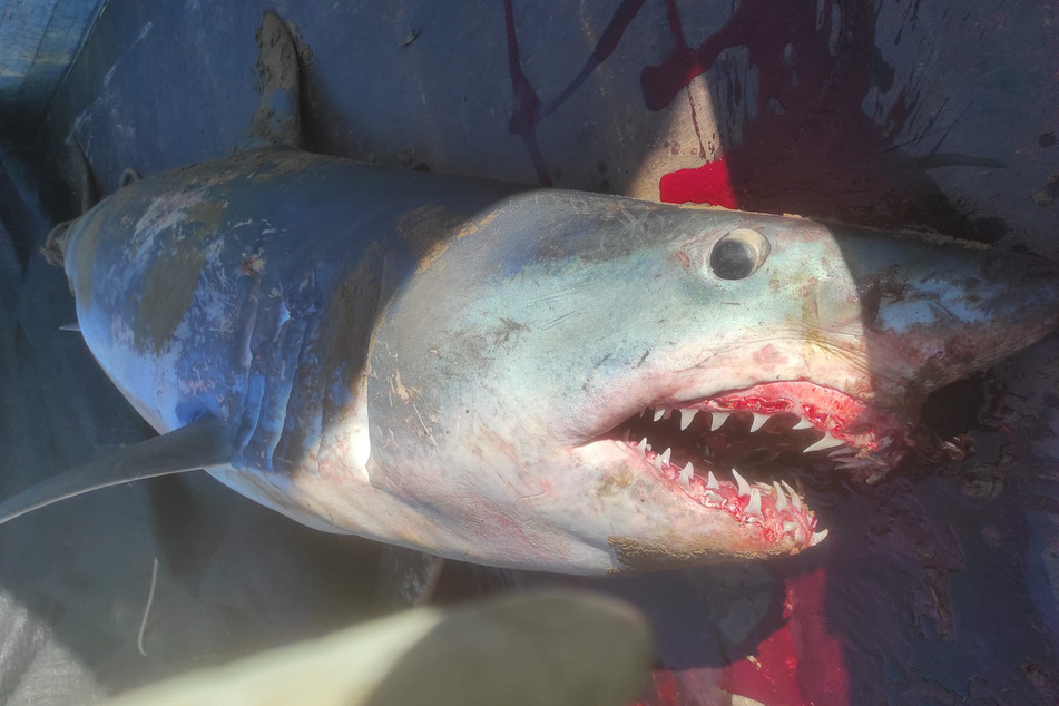 Sein Maul war noch blutverschmmiert: Dieser Haifisch sorgte am Dienstag für reichliche Gesprächsstoff unter besorgten