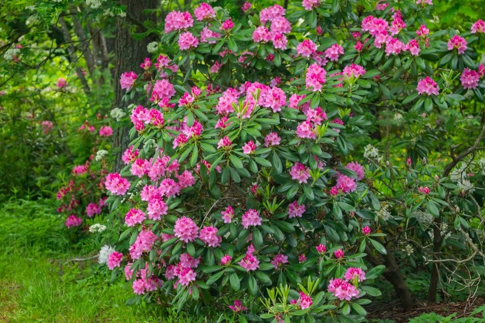 So kann man seinen Rhododendron schneiden