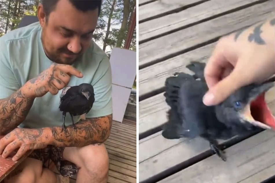 Crow comes back to say thank you after family saves its life