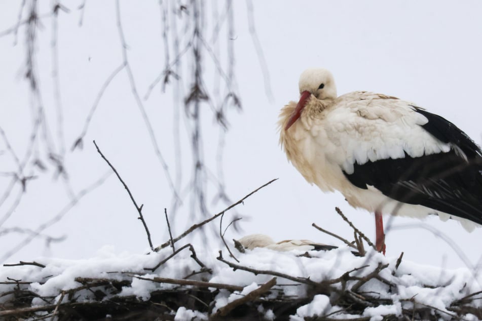 Trotz Winter fliegen sie nicht weg: Magdeburger sorgen sich um Storchenpaar