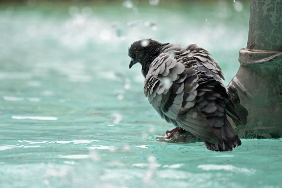 Um bei den hohen Temperaturen Wasser zu sparen, schaltet München – unter anderem – die städtischen Brunnen ab.