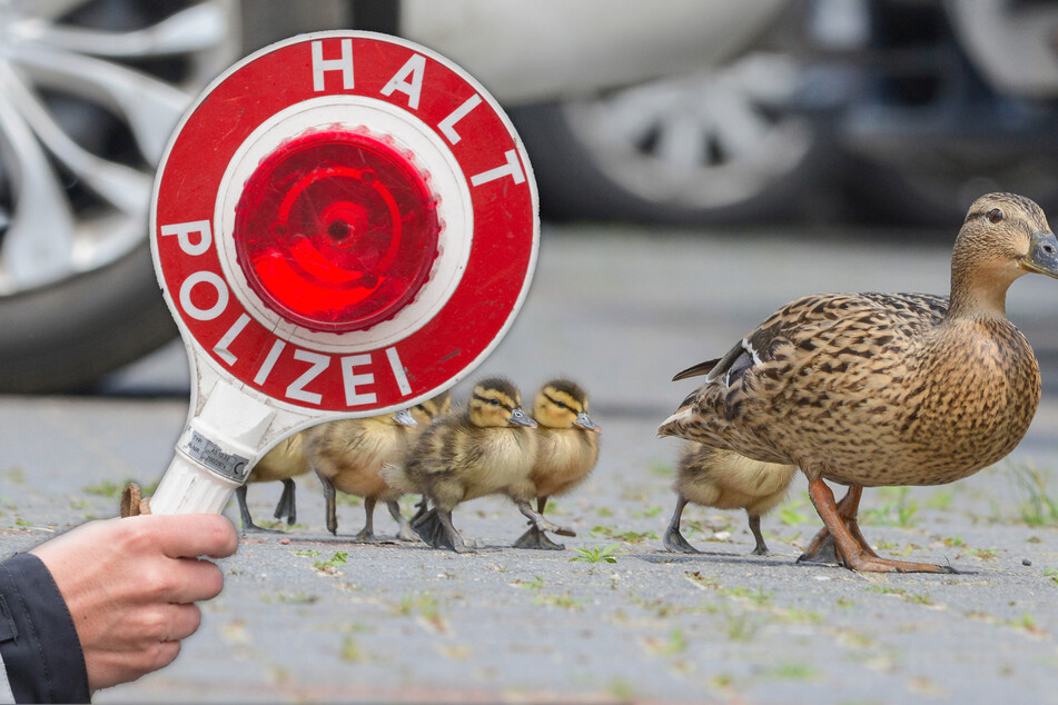 Tierischer Polizeieinsatz: Elfköpfige Entenfamilie kreuzt die Fahrbahn