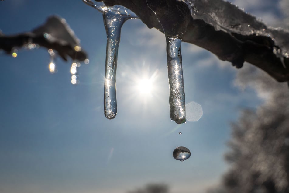 Im Sonnenschein beginnt der Schnee zu schmelzen und Wasser tropft von den kleinen Eiszapfen an den Ästen herab.