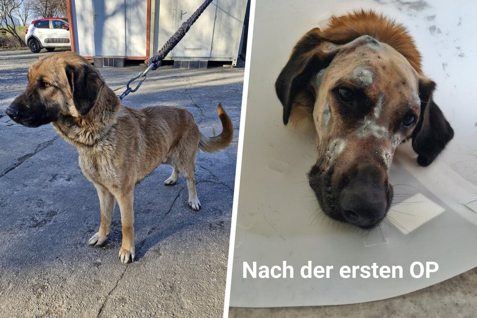 Trotz allem, was der Schäferhund-Mischling Keks durchgemacht hat, lässt er sich nicht unterkriegen. "Der liebt Menschen trotz allem", so Maria Göpfert (38), stellvertretende Tierheimleiterin in Bloaschütz.