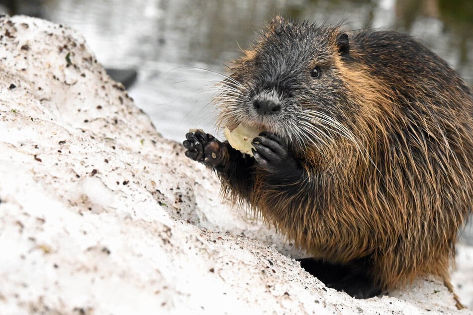 Leipzig: Biberratten in Leipzig: Zu viel Futter und Streicheleinheiten für süße Nutrias?