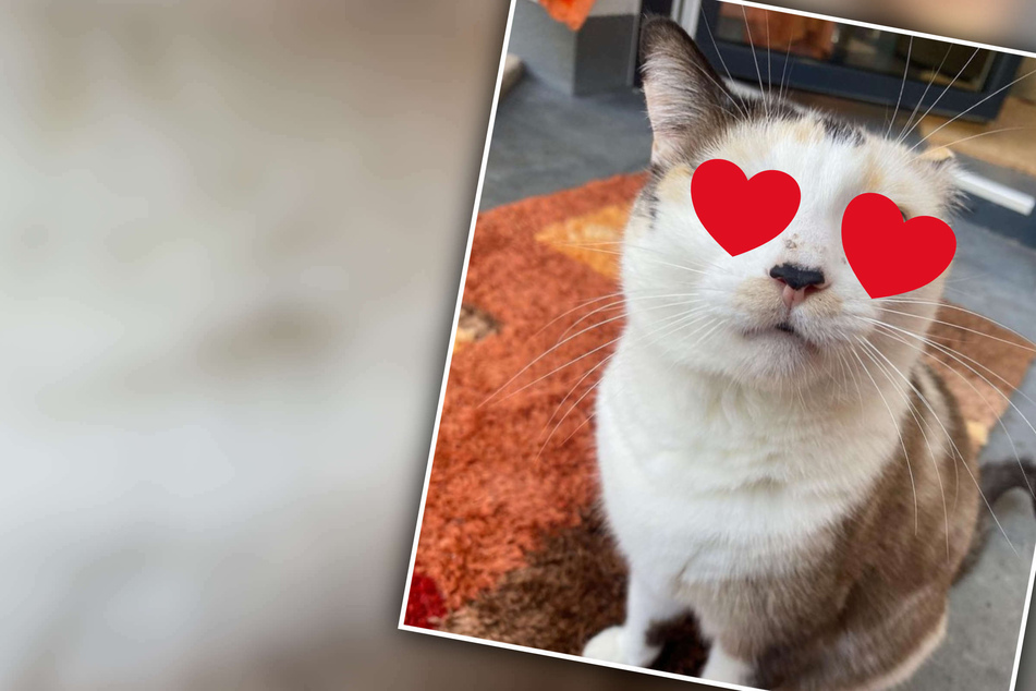 "Wirklich außergewöhnlich hübsch": Diese Katze hat vielleicht die schönsten Augen der Welt!