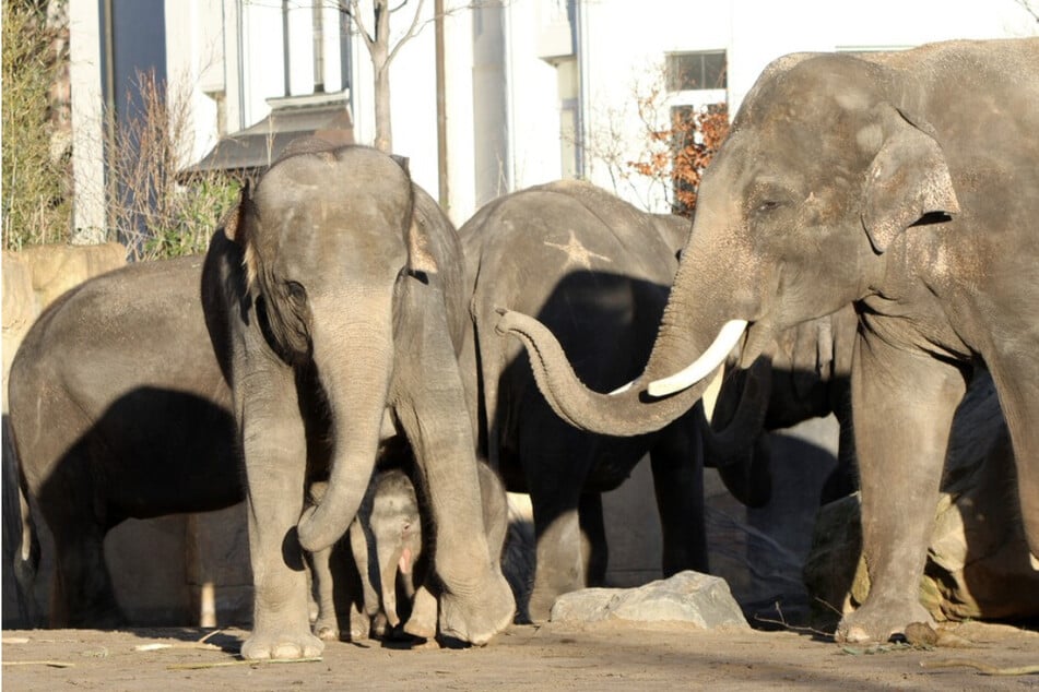 Die Elefantenbullen Edgar und Voi Nam bekommen jeden Tag noch vor dem Frühstück eine Trainingseinheit für Kopf und Rüssel.