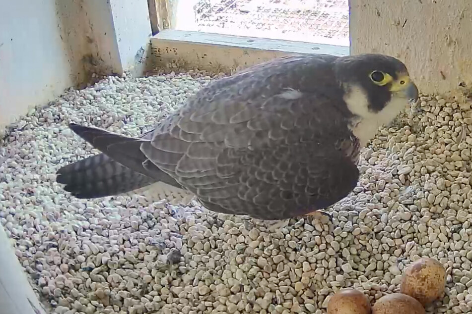 Tierische Webcams: Naturspektakel direkt vom Sofa aus verfolgen