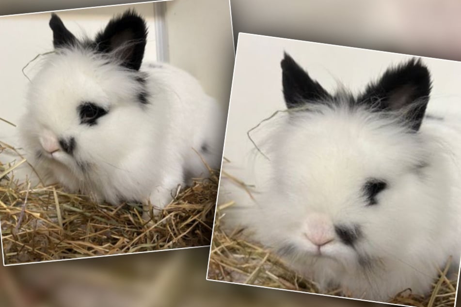 Löwenkopfkaninchen Klaus wurde wie viele andere Tiere einfach ausgesetzt.