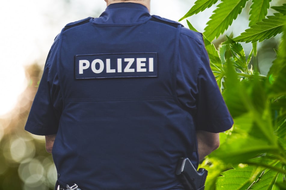 Besitzer war gleich vor Ort: Polizei will Einbruch verhindern und stößt auf Hanf-Plantage