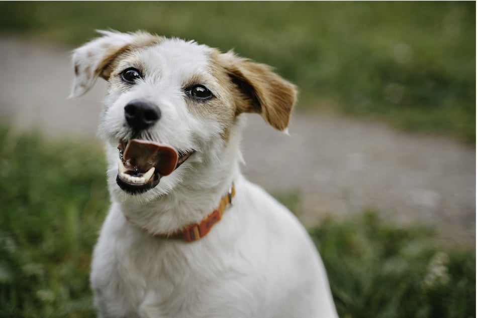 Terrier besitzen einen Dickkopf, mit dem man umgehen sollte. (Symbolbild)