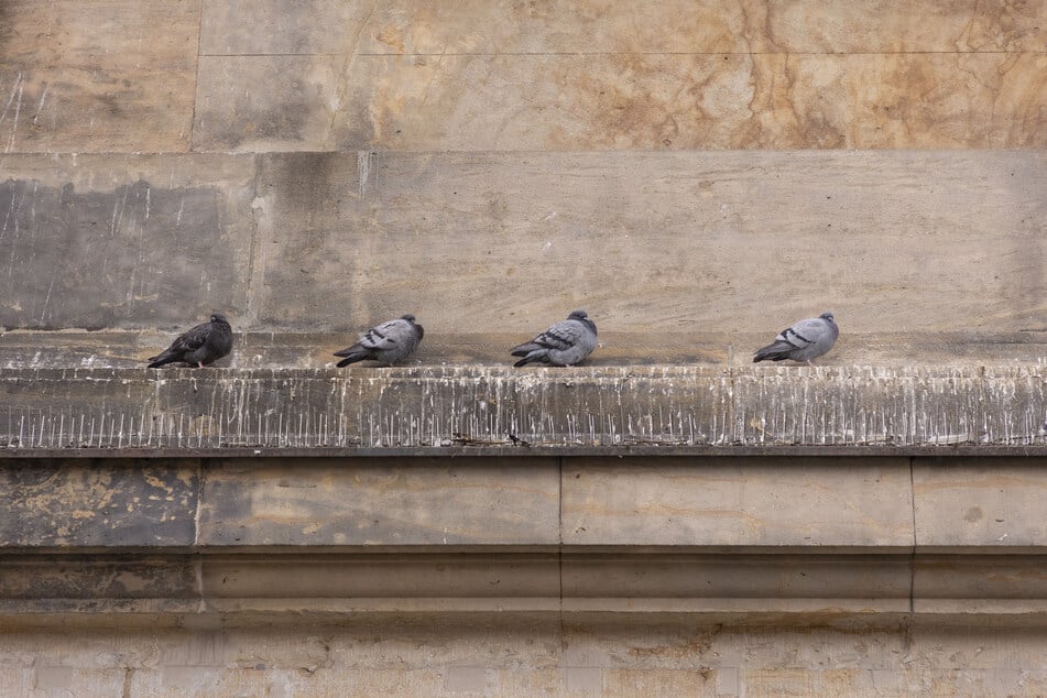 Am Bahnhof leben Hunderte Tauben, das hinterlässt Spuren.