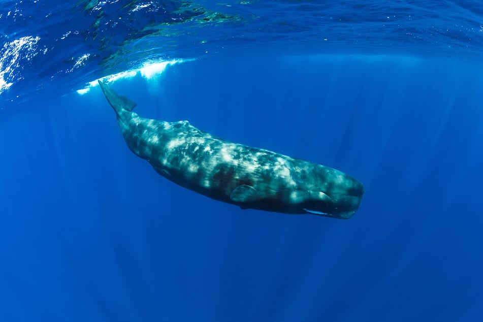 Sperm whales reach an enormous size.