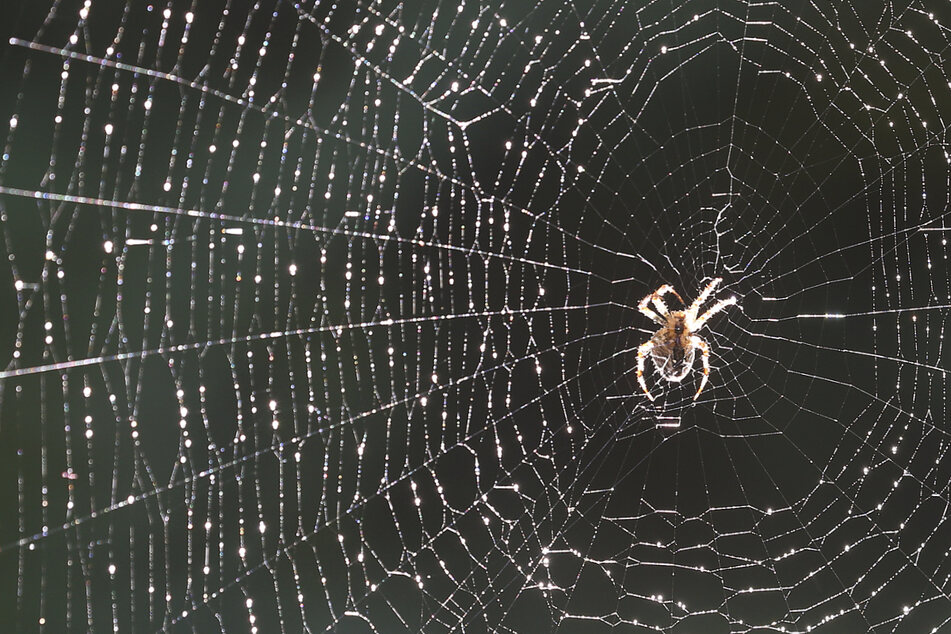 Erschreckend, was Forscherinnen in Spinnennetzen gefunden haben