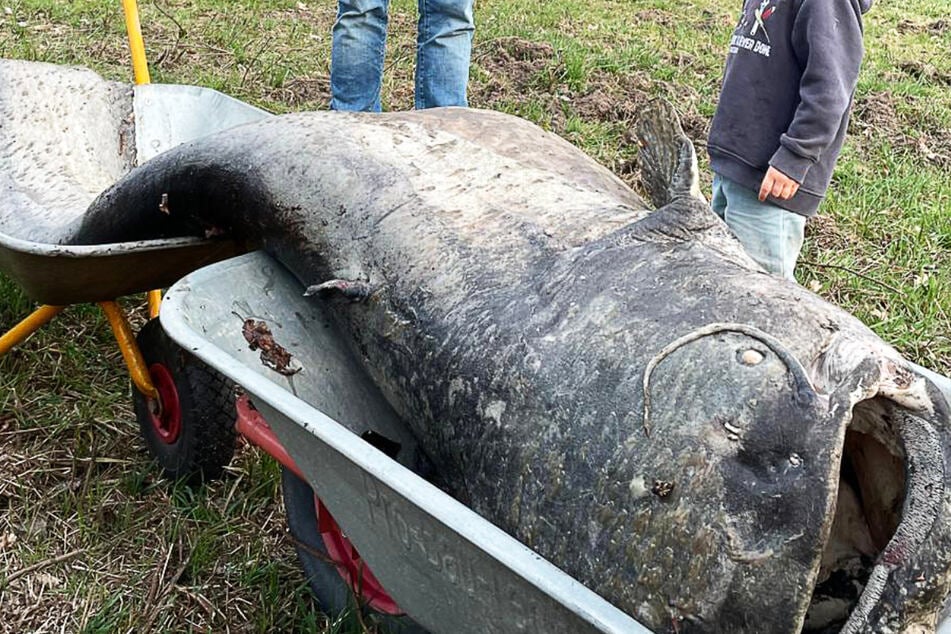 Ein rund 100 Kilogramm schwerer Wels wurde kürzlich tot aus dem Stadtweiher von Dreieich-Sprendlingen geborgen.