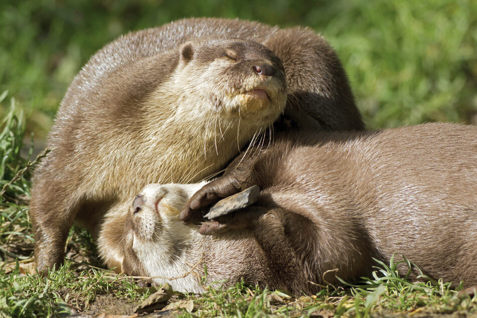Warum spielen Otter so gerne mit Steinen?