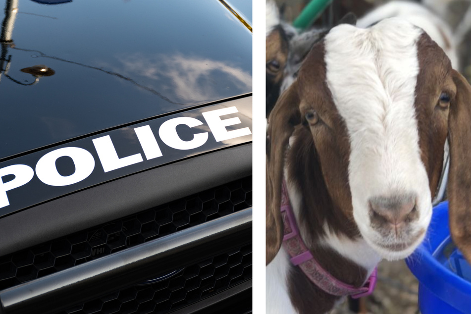 Die Polizei (Symbolfoto) fuhr circa 400 Meilen (643,738 Kilometer) an einem Tag, um die Ziege zu finden,