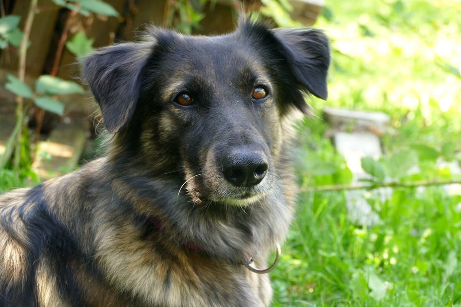 Die bildhübsche Ela sucht Menschen, die sich mit anspruchsvollen Hunden auskennen.