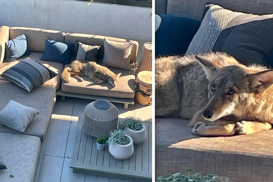 Wiley coyote tries to claim patio couch as his own!
