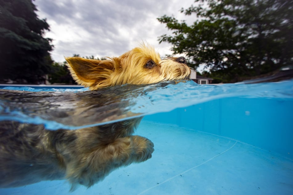 In zwei Berliner Freibädern dürfen Hunde in die Pools. (Symbolbild)