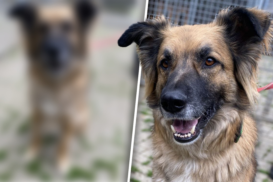 Bildschöner Hund wartet seit 5 Jahren im Tierheim auf sein Glück: Wer gibt ihm eine Chance?