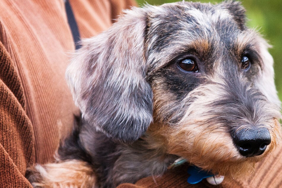 ¿Se colocó cebo? El dachshund muere después del paseo.