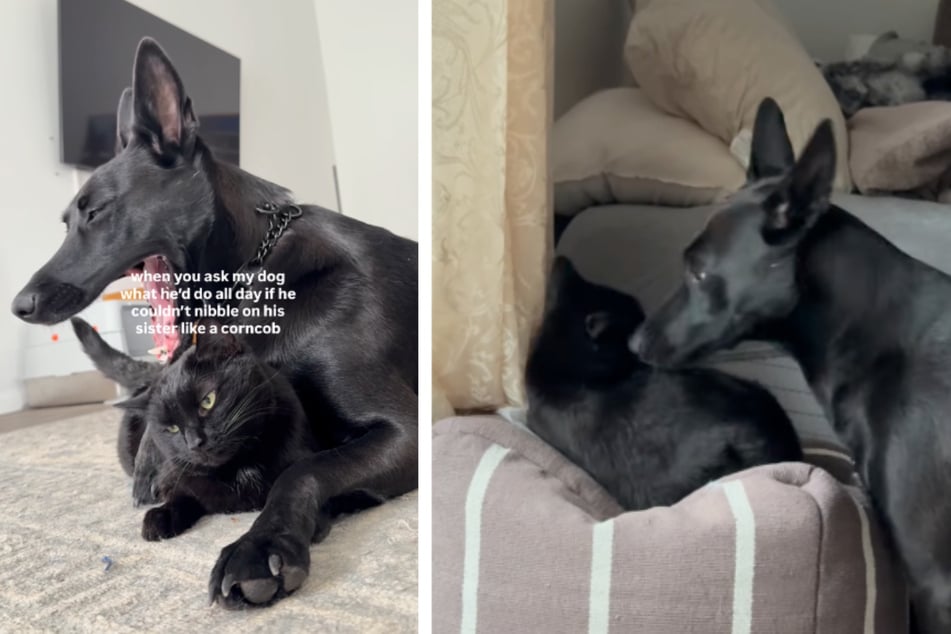 Hund "knabbert" gern an Katze: Das ist der Grund für sein Verhalten