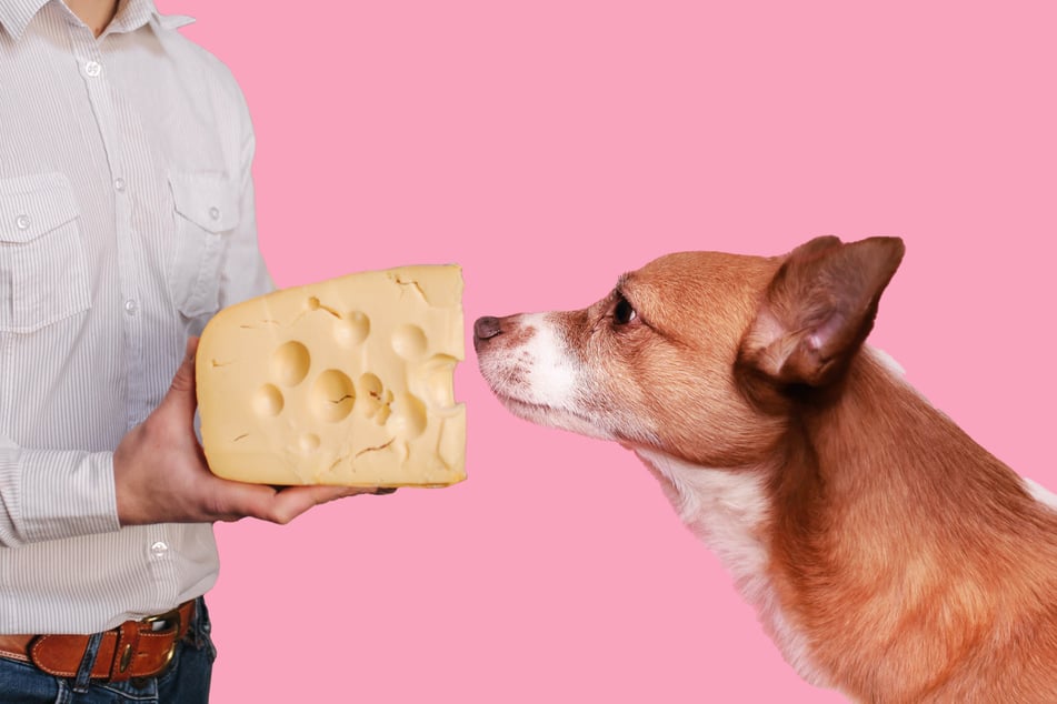 Can dogs eat cheese, or is this creamy, delicious substance just too much for them to handle?