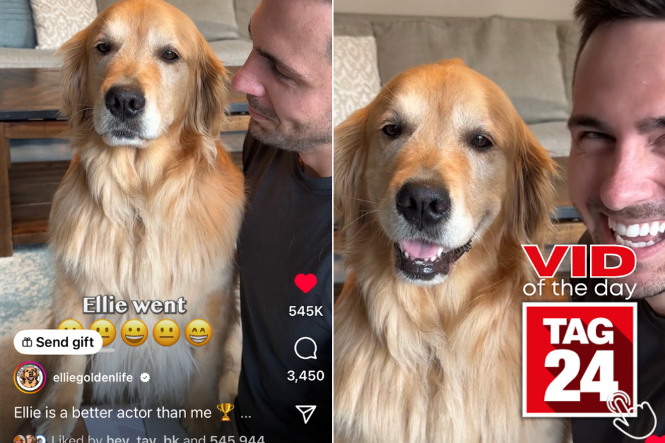 Today's Viral Video of the Day shows a golden retriever named Ellie switching from happy to serious in the span of a few seconds!