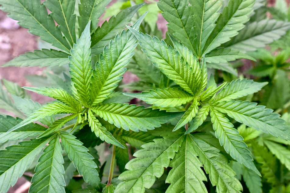 Zufallsfund der Polizei: 60-Jähriger züchtet meterhohe Cannabispflanzen in seiner Wohnung