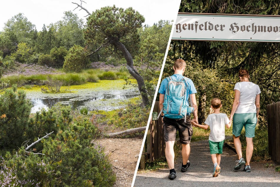 So früh wie noch nie: Georgenfelder Hochmoor öffnet für Touristen!